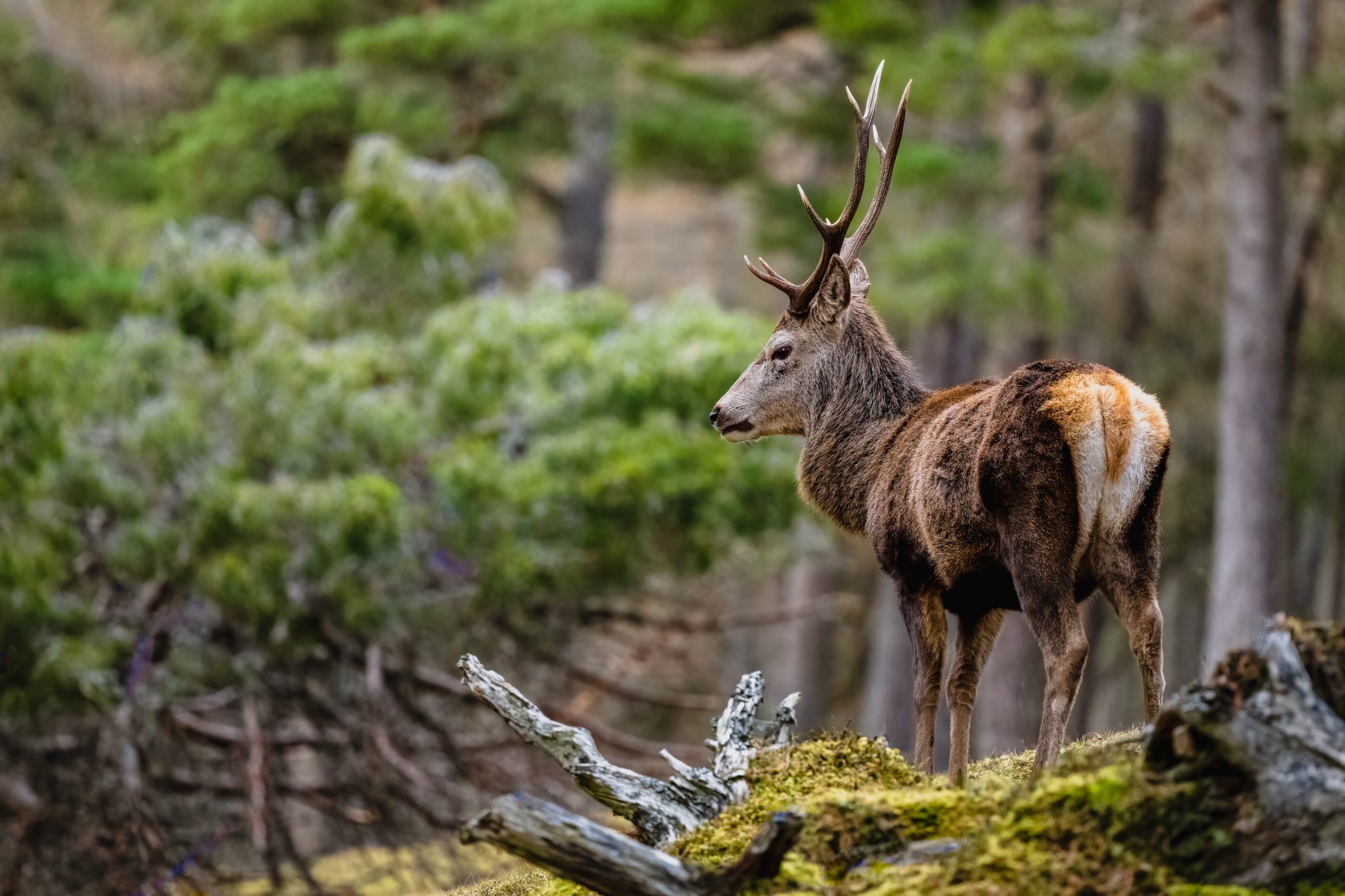 Mixed results for shooting sector in deer Bill