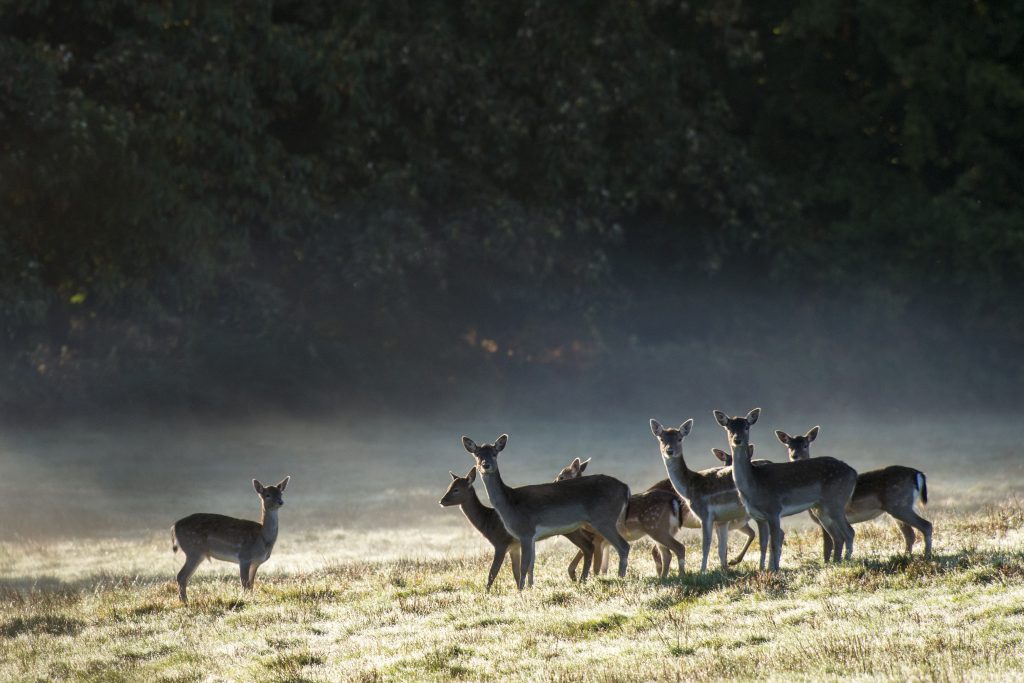 Stalkers told to step up culls amid venison demand