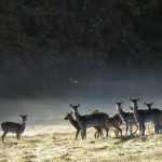 Stalkers told to step up culls amid venison demand