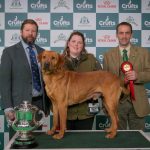 Crufts 2026: a golden weekend for gundogs