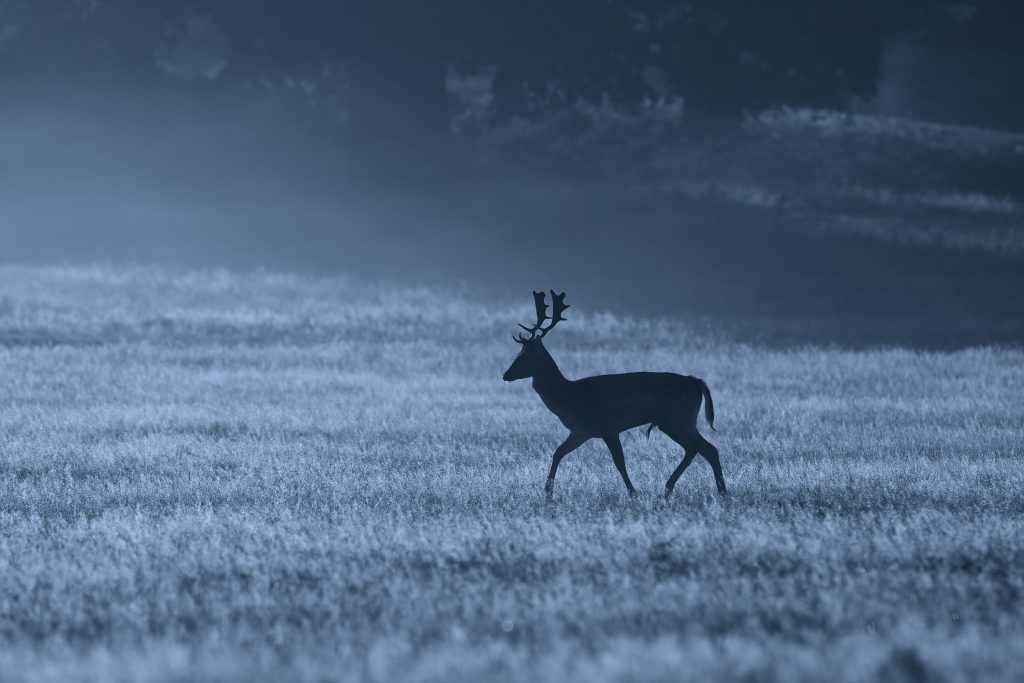 Night shooting simplified for England’s deer managers