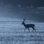Night shooting simplified for England’s deer managers