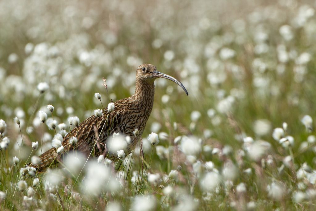£1 million bid to save Wales’s curlews