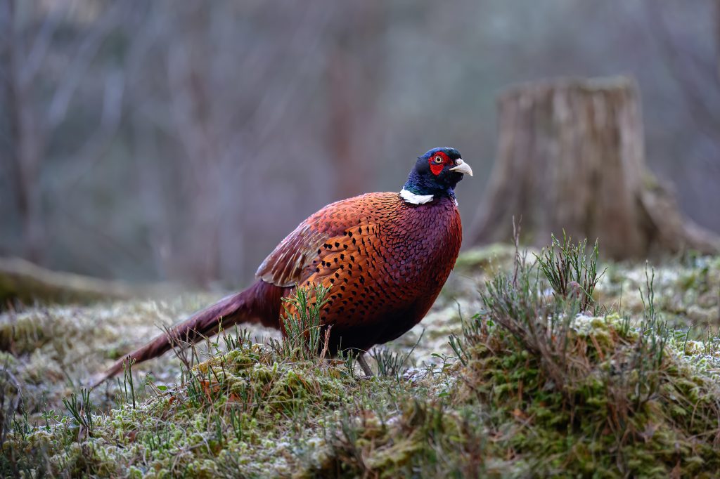 Natural England bans gamebird release across more SPAs