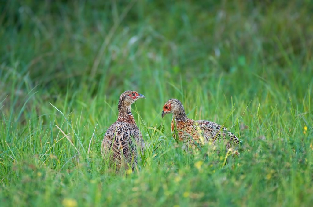 Wales moves closer to gamebird release licensing