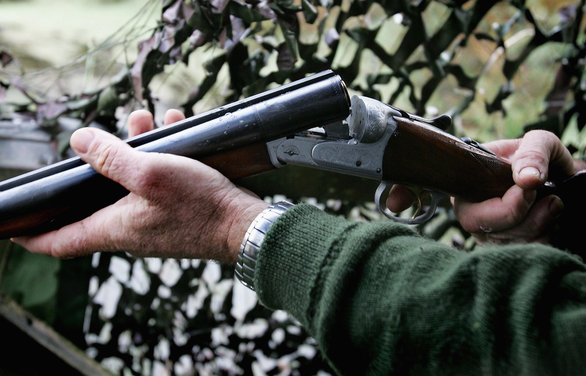 Pigeons in, ducks out – Defra moves to shorten the quarry list