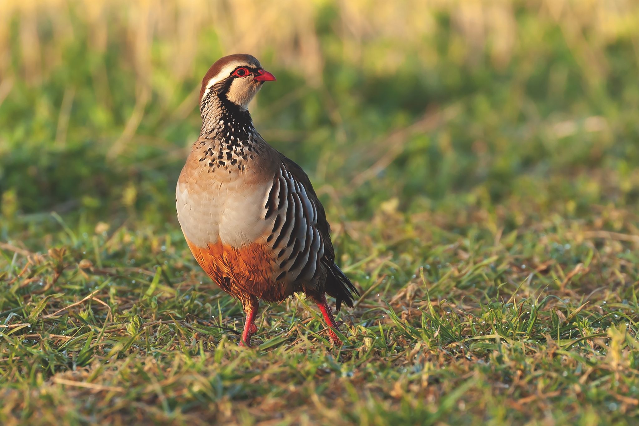 Green light to fight game releasing ban