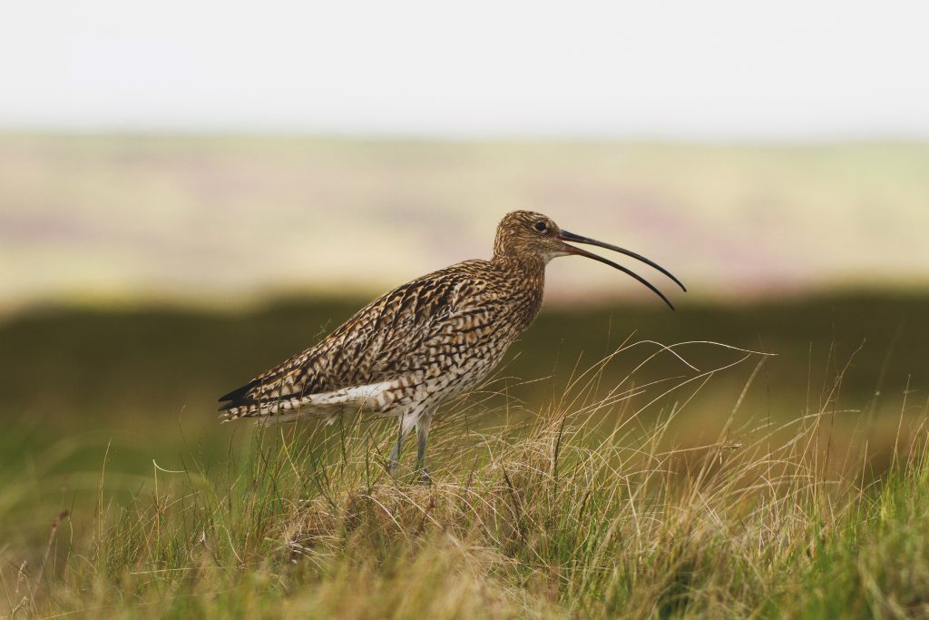 World Curlew Day marked by Irish conservation breakthrough