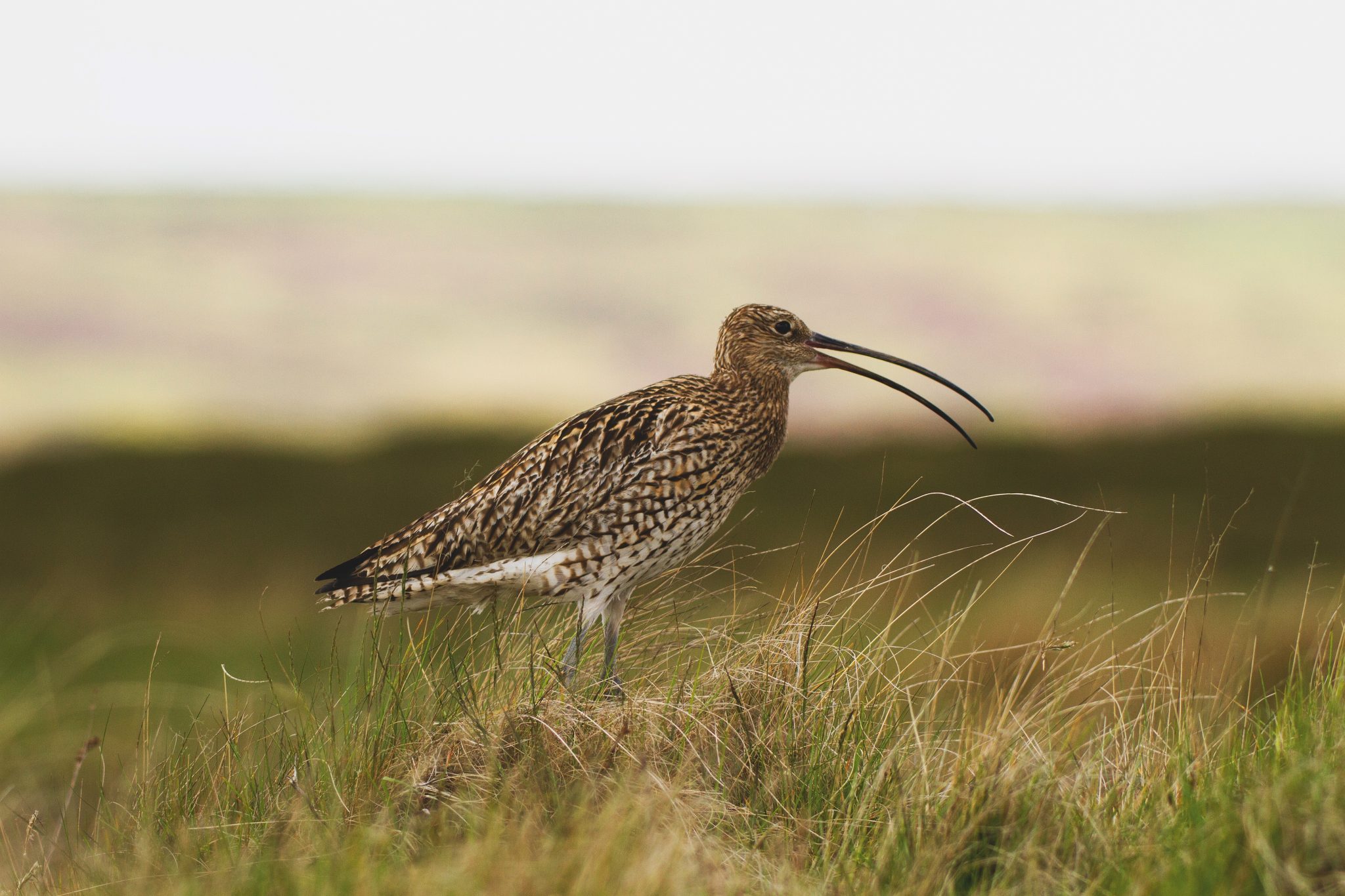 World Curlew Day marked by Irish conservation breakthrough