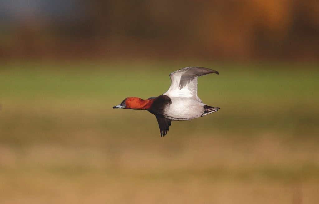 Respond to the quarry species consultation today