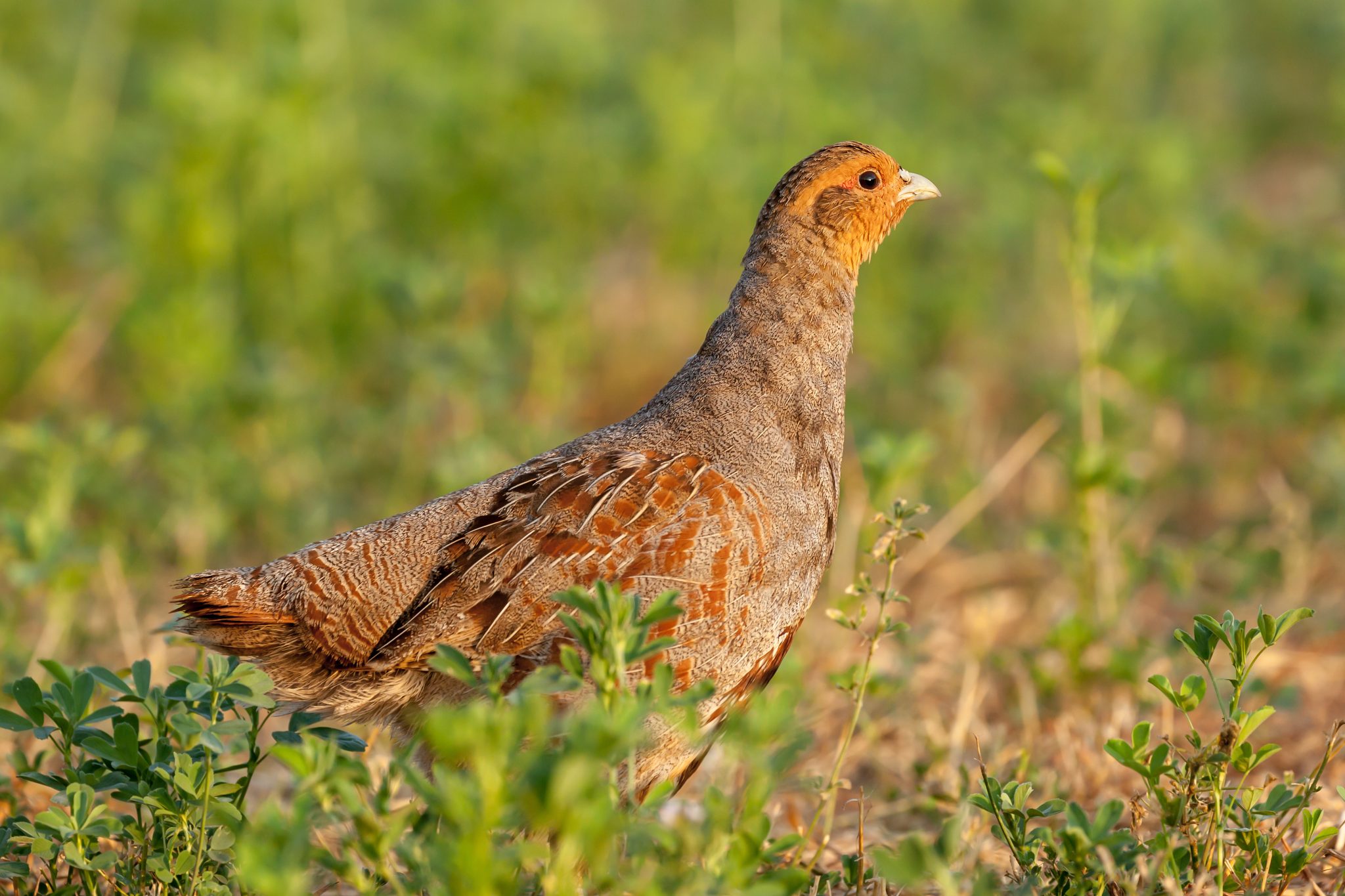 BASC’s campaign to showcase shooting’s year-round value