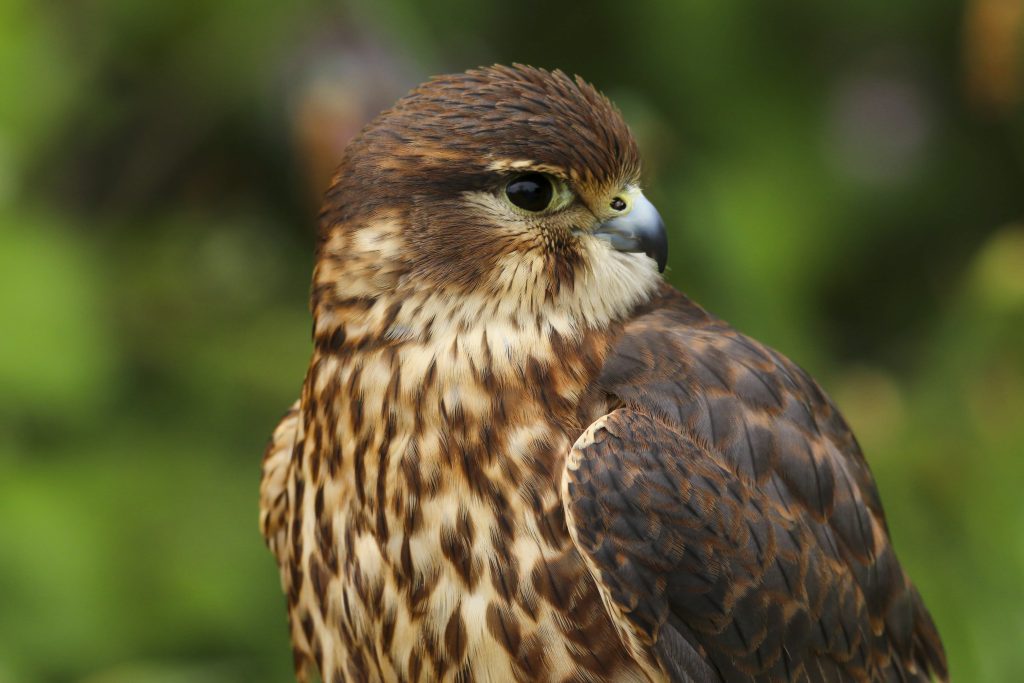 Merlin survey: more than meets the eye?