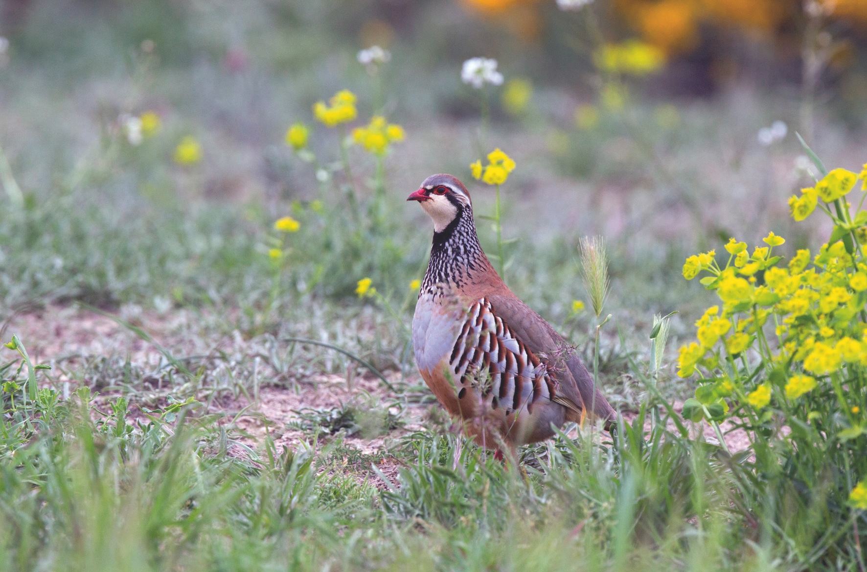 What you can do in upcoming elections