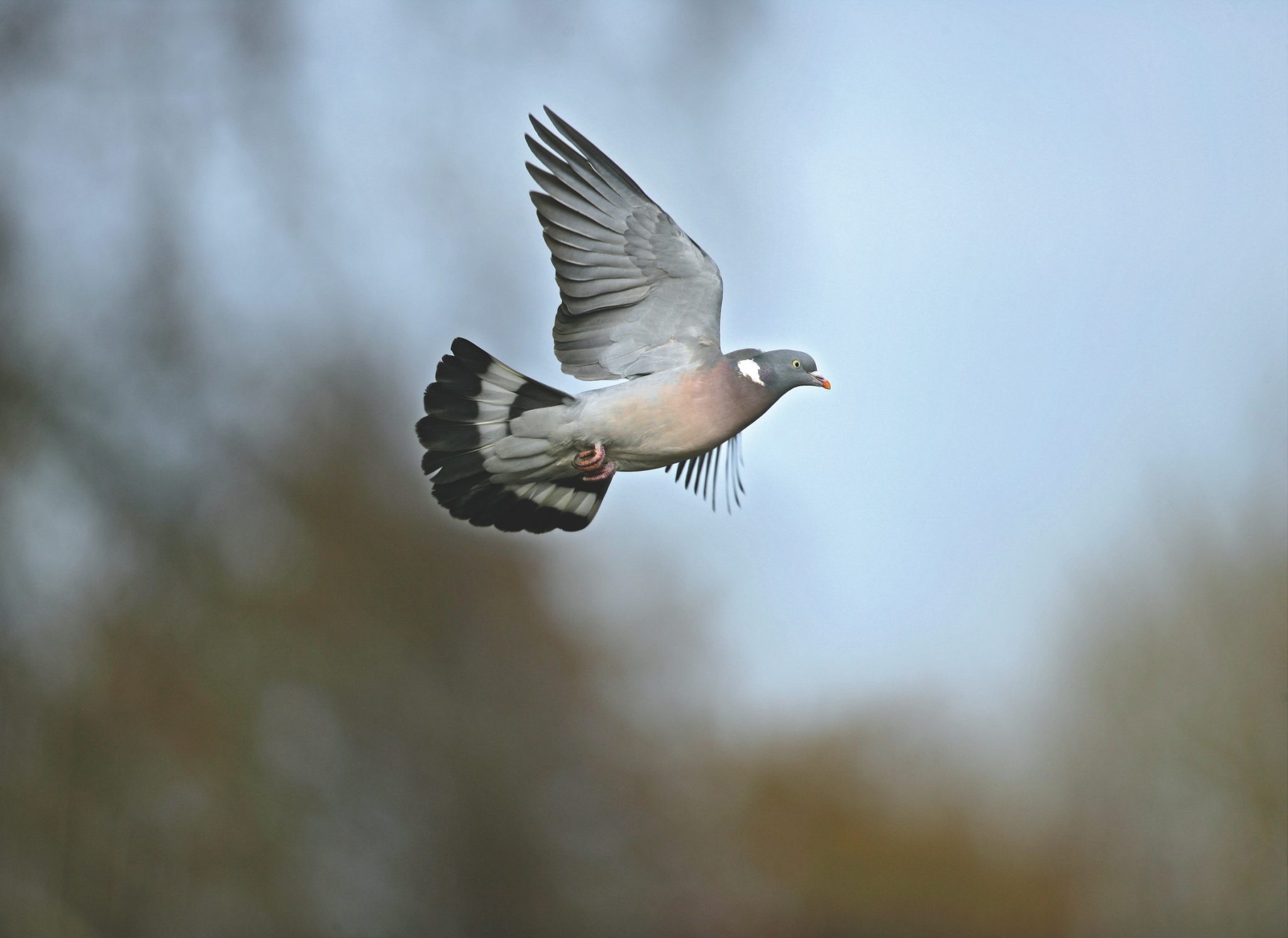 Woodpigeon quarry status under review 