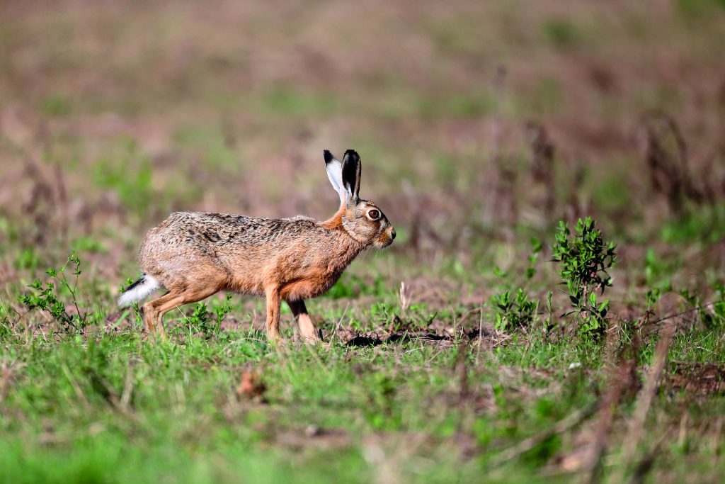 Courts told to jail hare coursers