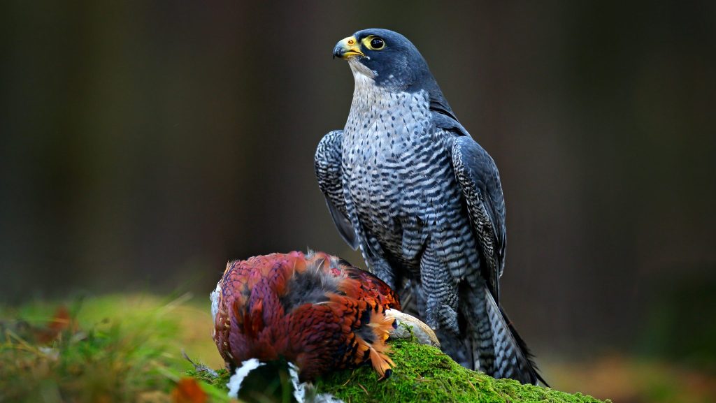 Shooting under fire – but does the RSPB’s argument stack up?