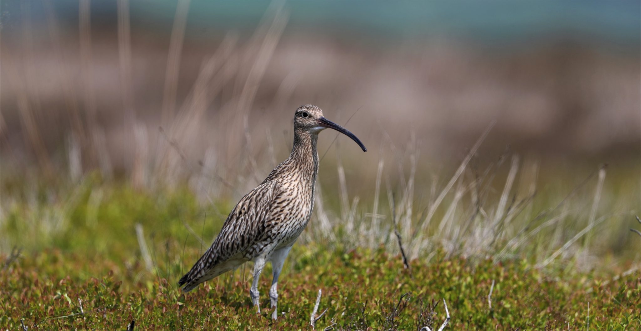 Scotland proposes fourteen new wader recovery zones