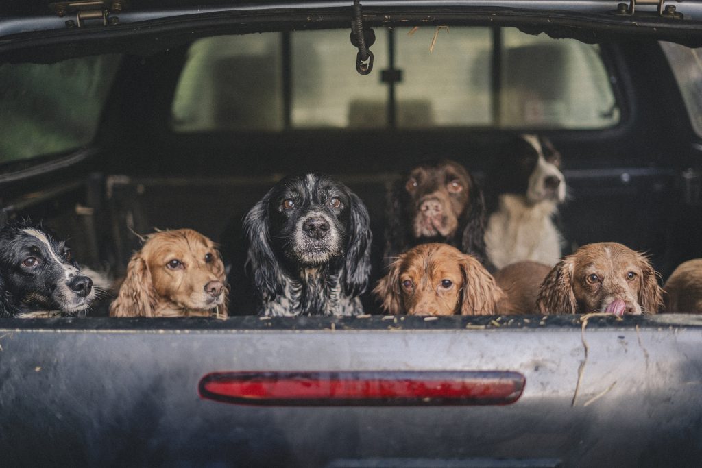 NI committee withholds support for Hunting with Dogs Bill