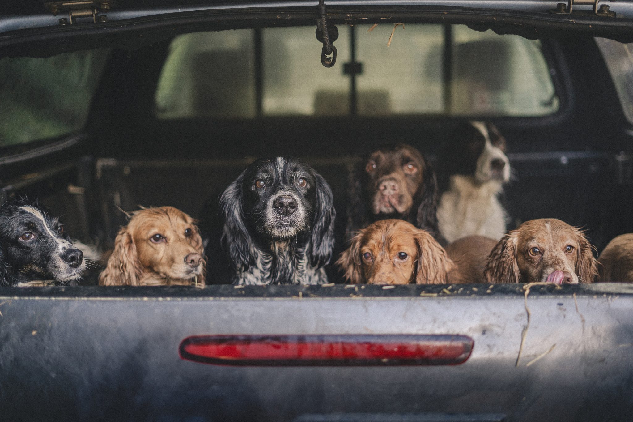 NI committee withholds support for Hunting with Dogs Bill
