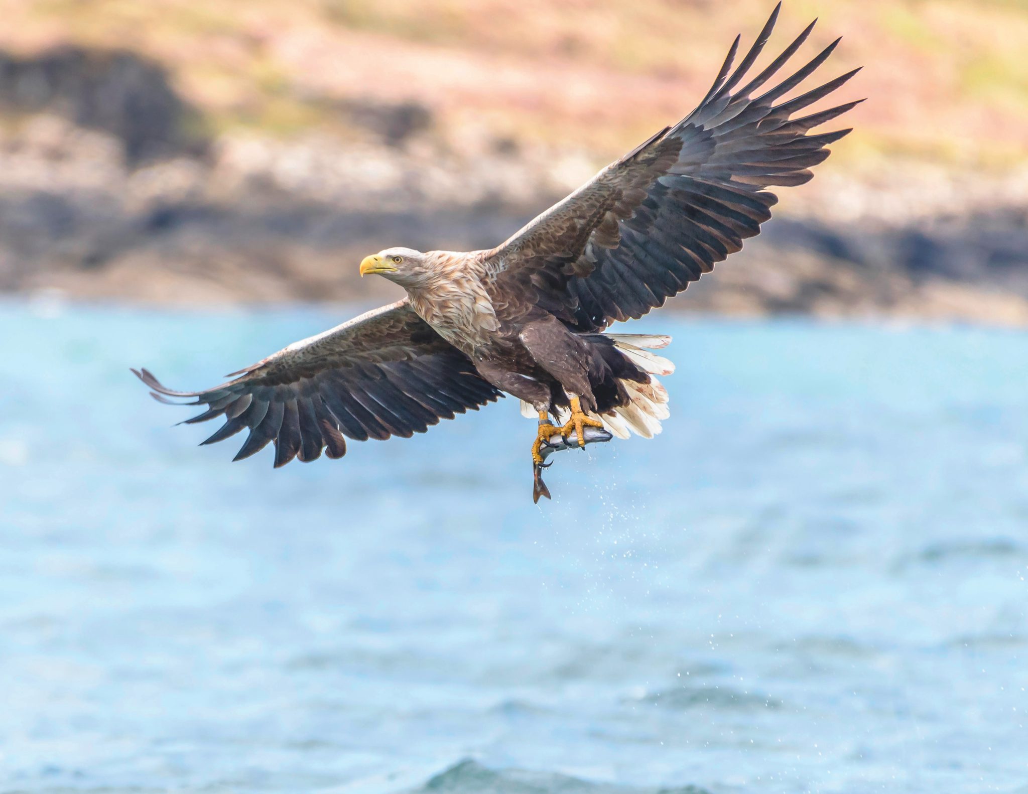 White-tailed eagles to be released on Exmoor