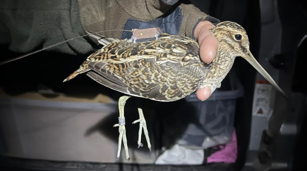 GPS tags reveal snipe's remarkable spring journeys