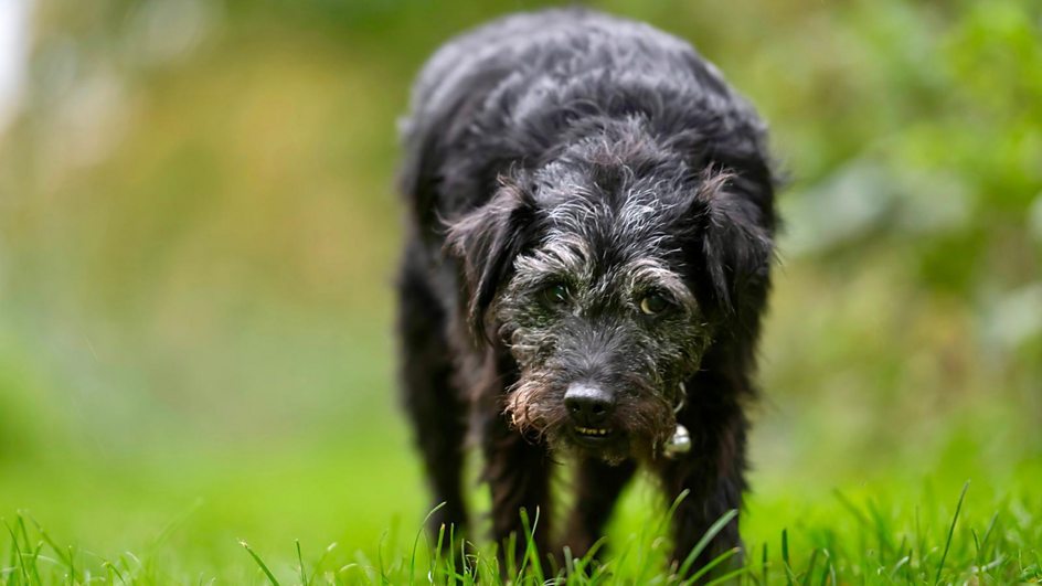 Gone Fishing favourite Ted the terrier dies