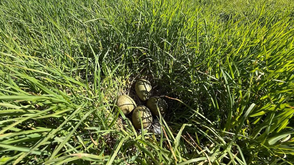 Thermal drone deployed to protect curlew chicks