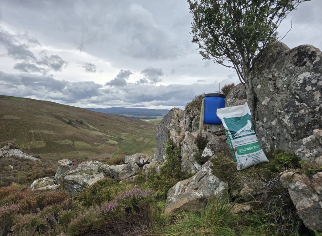Highland feed trial delivers for partridge