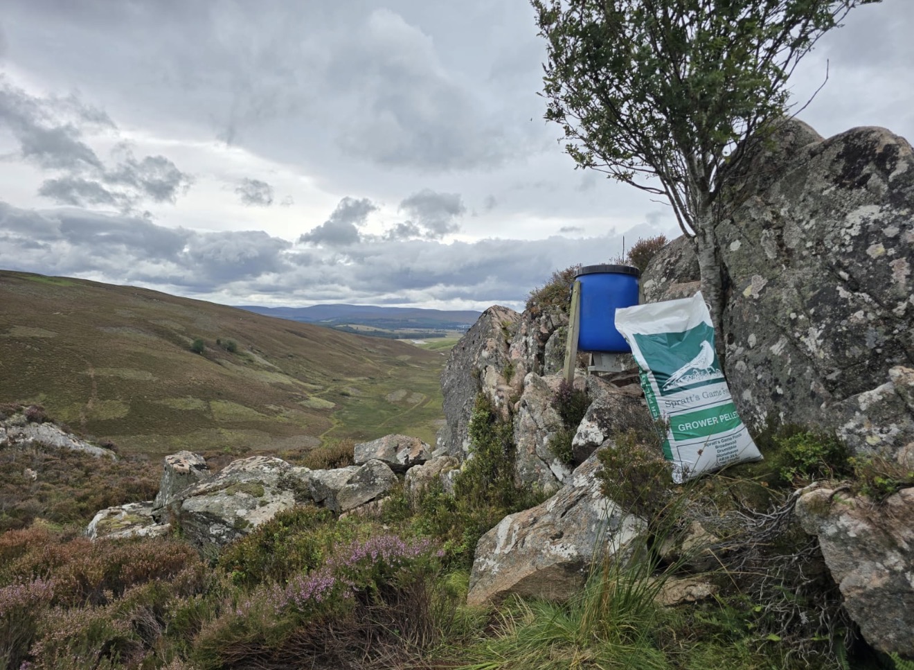 Highland feed trial delivers for partridge