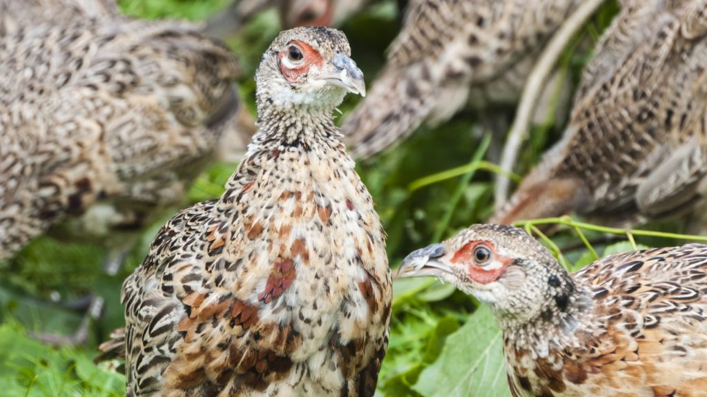 NGO urges Defra to restore gamebird release licence