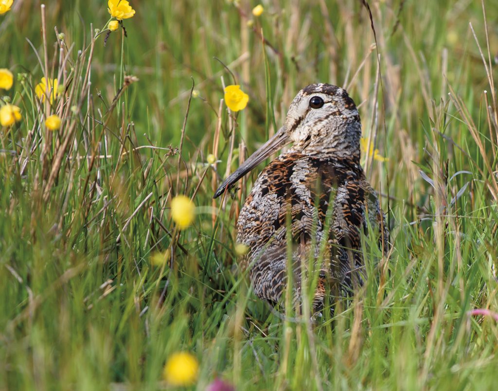 BASC responds to bird quarry review