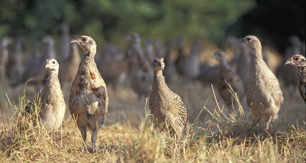 Keepers warned to protect game poults as heatwave grips the UK