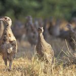 Keepers warned to protect game poults as heatwave grips the UK