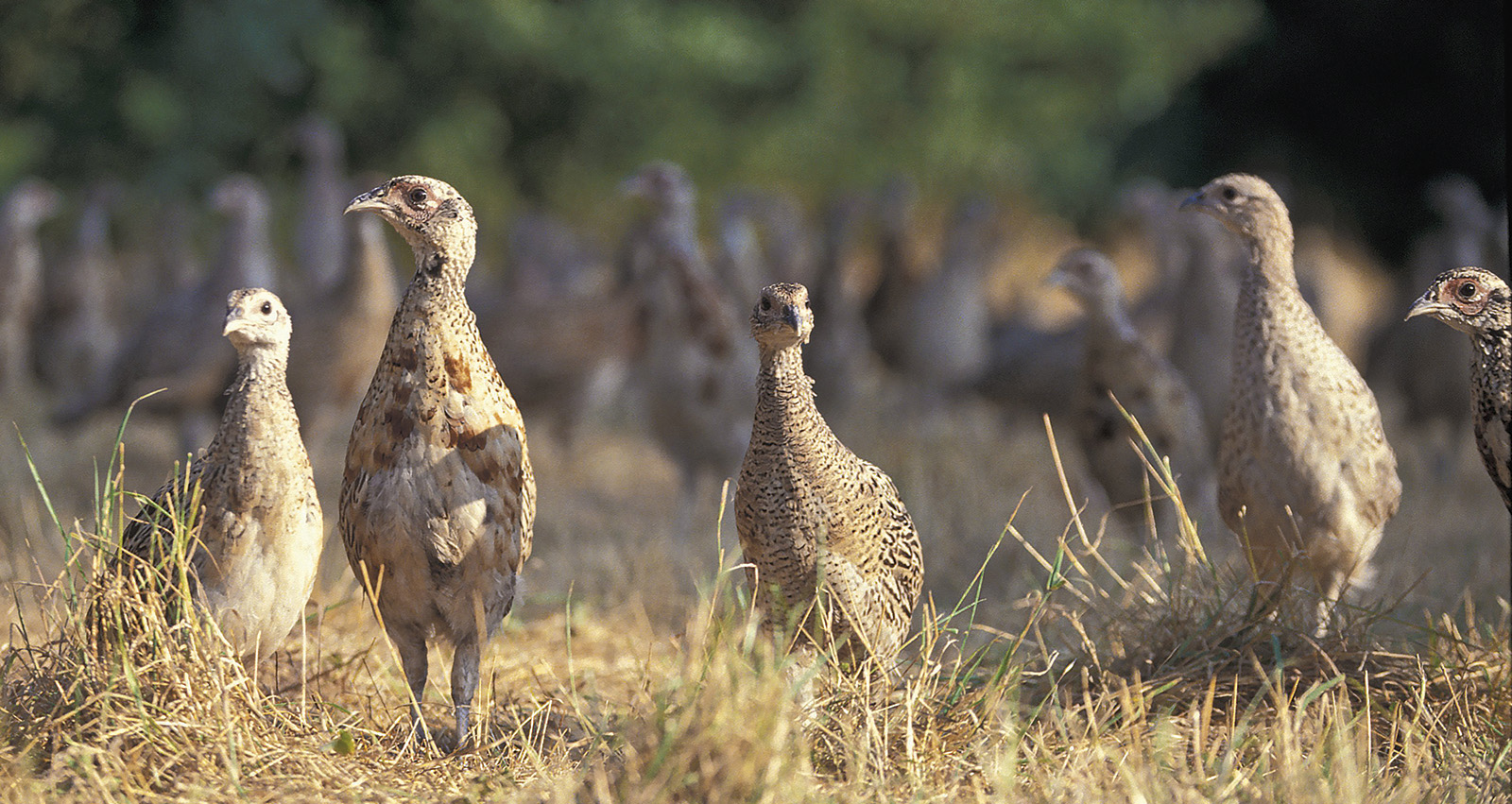Keepers warned to protect game poults as heatwave grips the UK