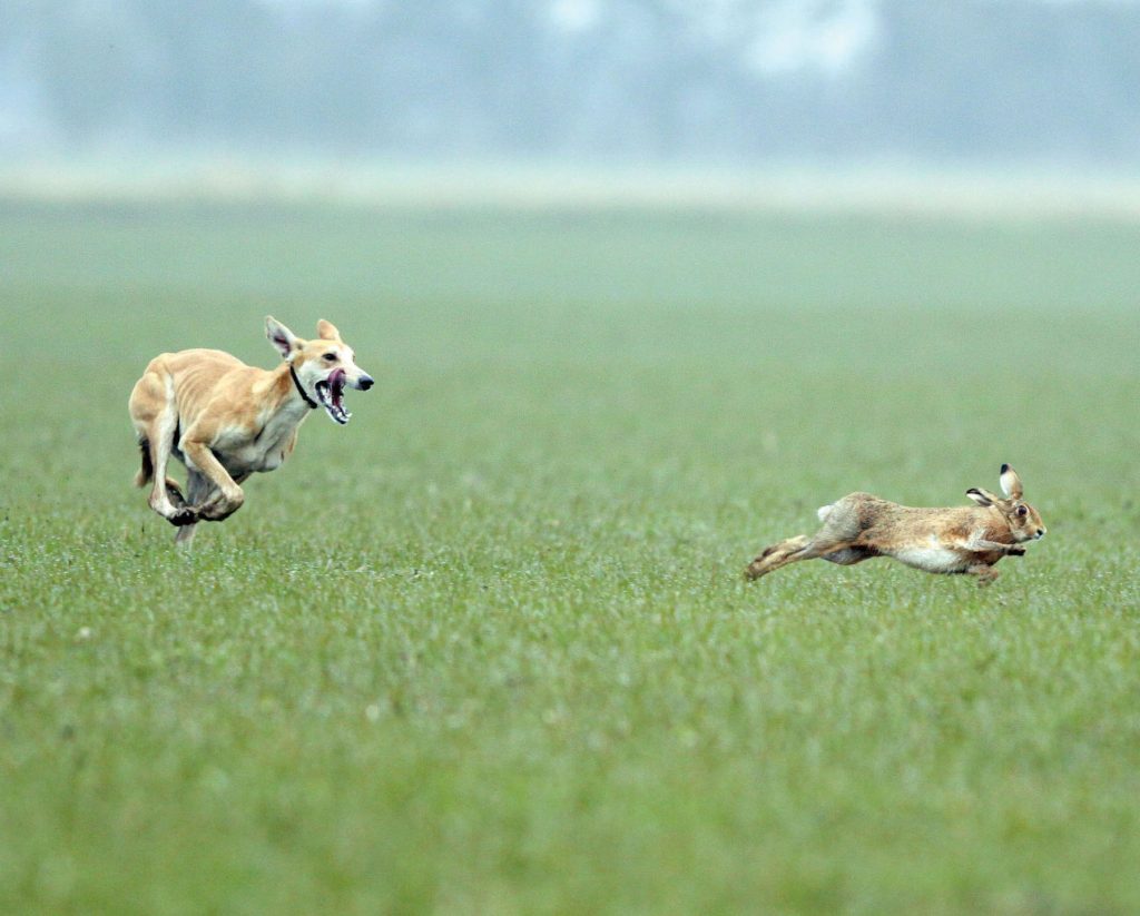Clamping down on illegal hare coursing – what new sentencing guidelines mean for rural communities