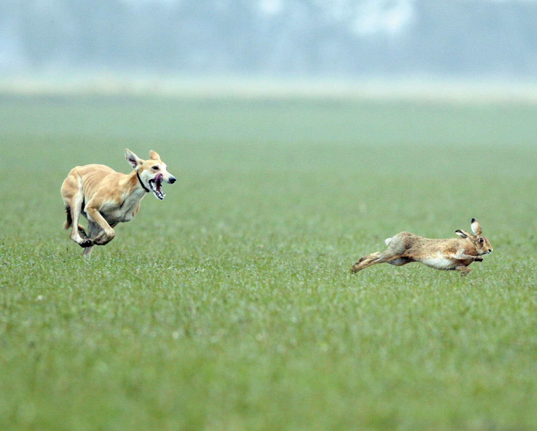 Clamping down on illegal hare coursing – what new sentencing guidelines mean for rural communities