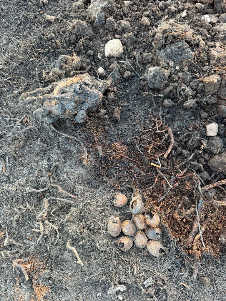 Some ground nesting birds and their eggs were destroyed in the fire