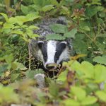 Industry-led badger culling ends as Government weighs new bovine TB strategy