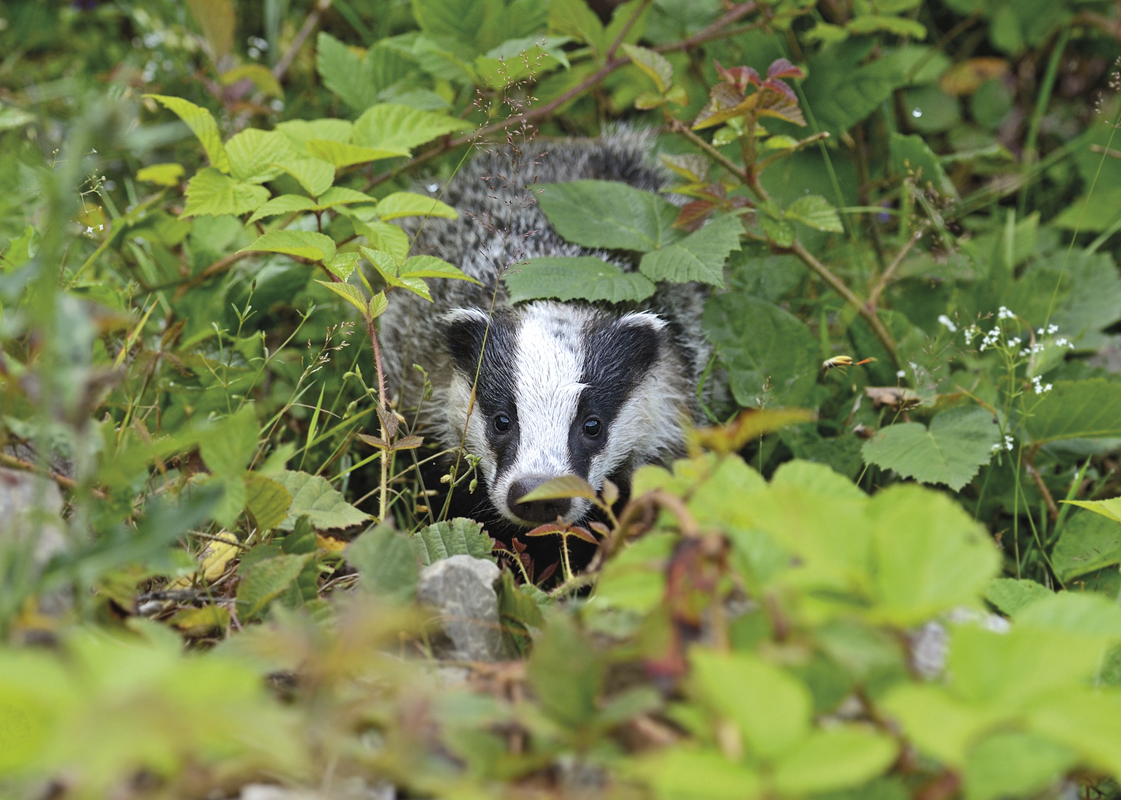 Industry-led badger culling ends as Government weighs new bovine TB strategy