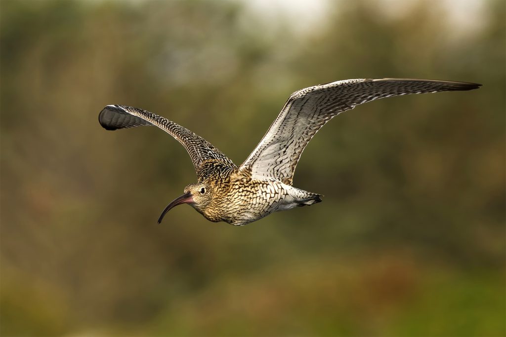MP sees how a Welsh shoot funds curlew conservation