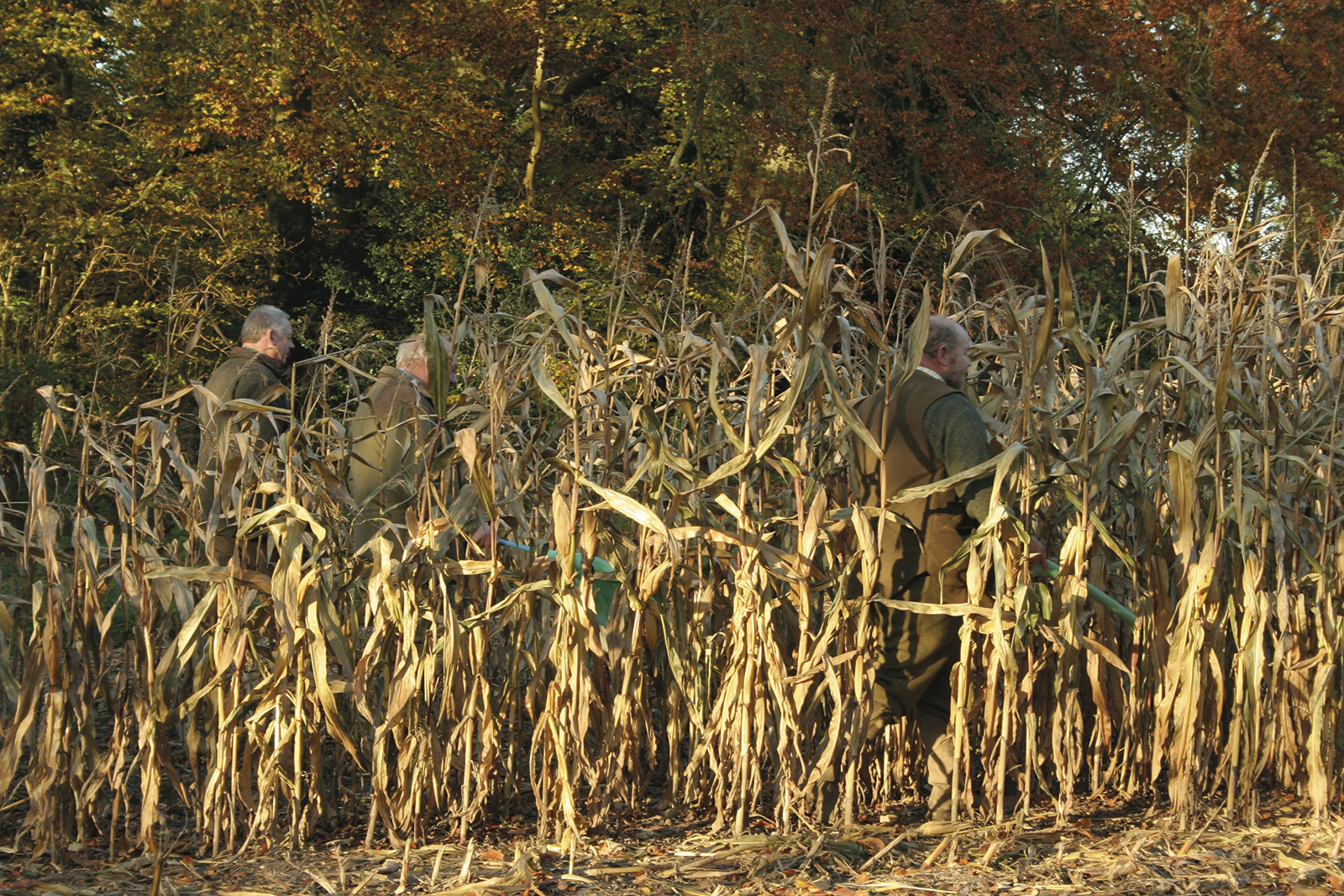 Derbyshire game shoot shows what cover crops can do for nature recovery
