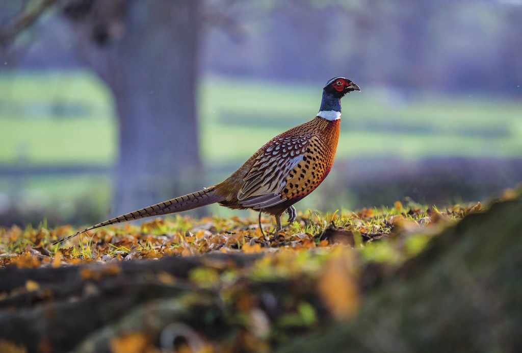 Pheasant releasing does not harm insects, Natural England review finds