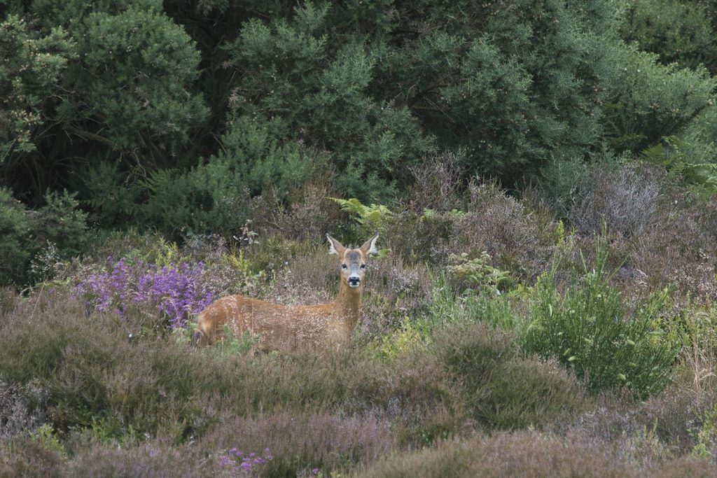 Stalking diary: the boundary-crossing buck that made the morning hard work