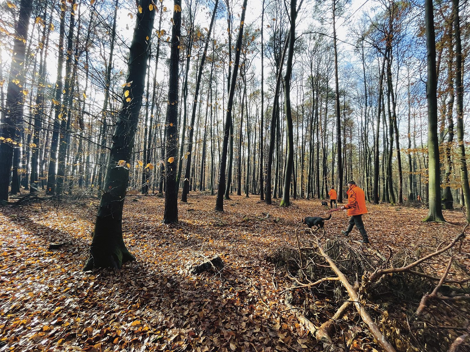 Hunters in orange and a Transylvanian hound working through autumn beech woodland in the Carpathians