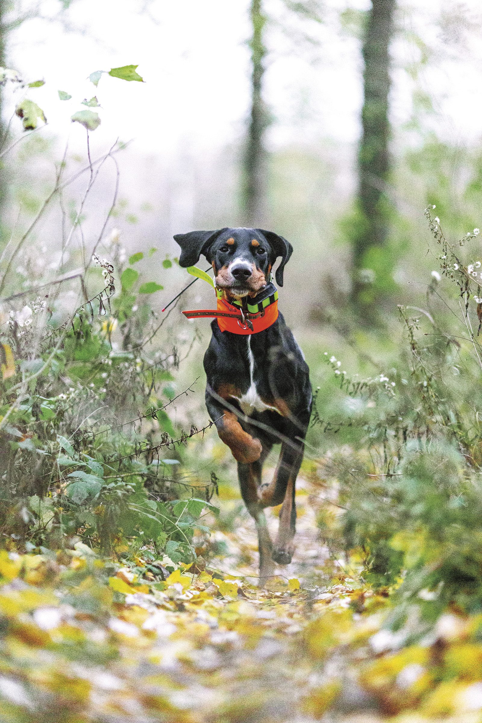 Black and tan Transylvanian hound running down an autumn forest track wearing an orange tracking collar