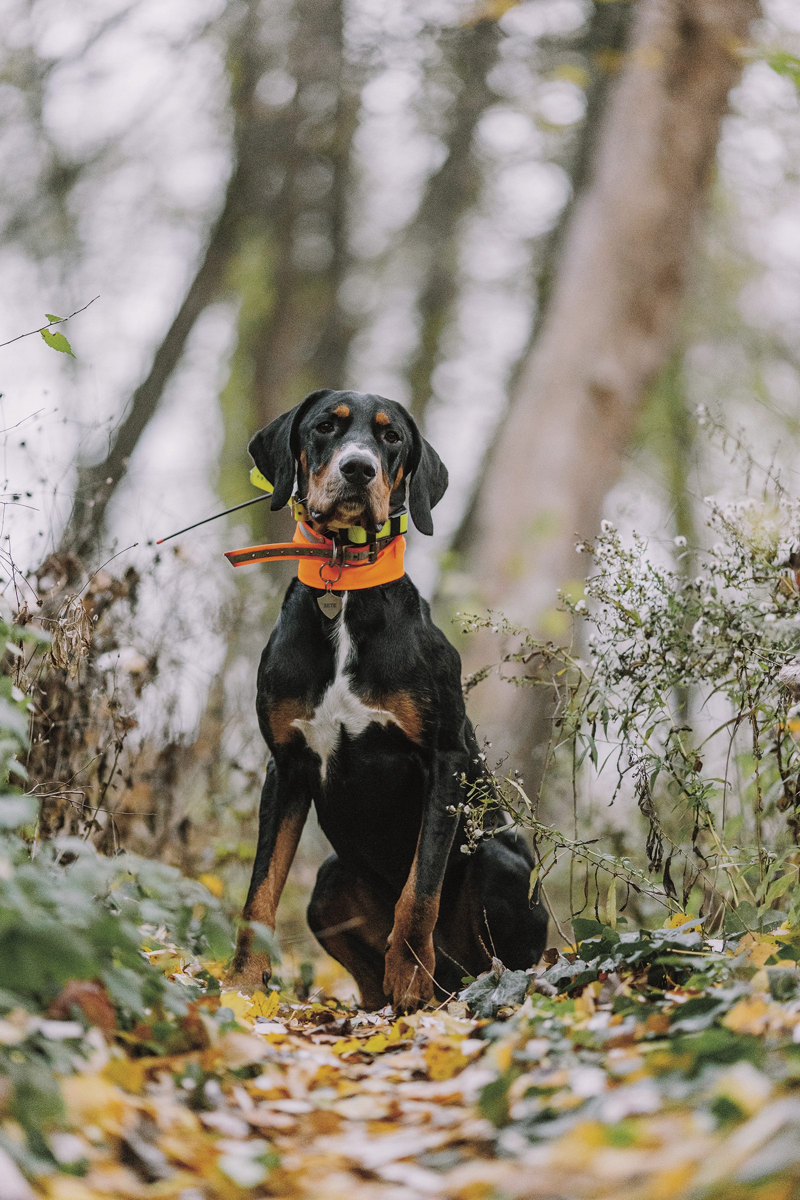 Transylvanian hound sitting alert on a forest path in autumn woodland, wearing an orange tracking collar