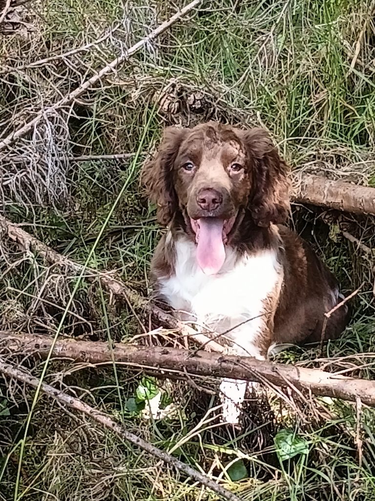 Castlegal Spaniel Puppies