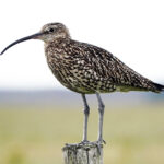 Yorkshire keeper calls for united front to save the curlew