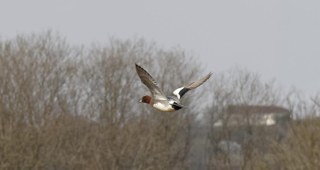 Record year for BASC Wing Survey as club raffle boosts returns