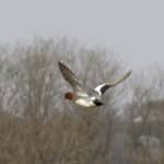 Record year for BASC Wing Survey as club raffle boosts returns
